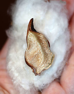 Upland Cotton - Gossypium hirsutum This is a fragment of an upland cotton boll.

Upland cotton is the mostly widely planted type of cotton in the world and the US is the largest exporter.

**I have a fairly large collection of natural curiosities and decided to share some on JungleDragon. I have been collecting bits of nature for years and also have many friends who have shared things with me. Everything in my collection was ethically collected/harvested/sourced and is cruelty-free. Fall,Geotagged,Gossypium,Gossypium hirsutum,United States,Upland cotton,cotton boll