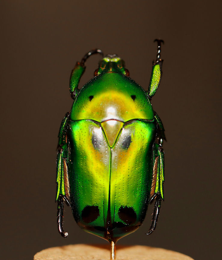 Heterorrhina sexmaculata Shiny beetles are so difficult to photograph! Ugh!<br />
<br />
**I have a fairly large collection of natural curiosities and decided to share some on JungleDragon. I have been collecting bits of nature for years and also have many friends who have shared things with me. Everything in my collection was ethically collected/harvested/sourced and is cruelty-free.<br />
<figure class="photo"><a href="https://www.jungledragon.com/image/105931/heterorrhina_sexmaculata.html" title="Heterorrhina sexmaculata"><img src="https://s3.amazonaws.com/media.jungledragon.com/images/3232/105931_thumb.jpg?AWSAccessKeyId=05GMT0V3GWVNE7GGM1R2&Expires=1759968010&Signature=Ankgkg3K1Cc6Z7r7nQTaw8qHzwY%3D" width="200" height="156" alt="Heterorrhina sexmaculata A pretty, albeit shiny face.<br />
<br />
**I have a fairly large collection of natural curiosities and decided to share some on JungleDragon. I have been collecting bits of nature for years and also have many friends who have shared things with me. Everything in my collection was ethically collected/harvested/sourced and is cruelty-free.<br />
https://www.jungledragon.com/image/105930/heterorrhina_sexmaculata.html Fall,Geotagged,Heterorrhina sexmaculata,United States" /></a></figure><br />
Fall,Geotagged,Heterorrhina sexmaculata,Heterrorhina,Heterrorhina sexmaculata,United States,beetle,flower beetle