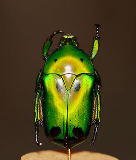 Heterorrhina sexmaculata Shiny beetles are so difficult to photograph! Ugh!

**I have a fairly large collection of natural curiosities and decided to share some on JungleDragon. I have been collecting bits of nature for years and also have many friends who have shared things with me. Everything in my collection was ethically collected/harvested/sourced and is cruelty-free.
https://www.jungledragon.com/image/105931/heterorrhina_sexmaculata.html
 Fall,Geotagged,Heterorrhina sexmaculata,Heterrorhina,Heterrorhina sexmaculata,United States,beetle,flower beetle