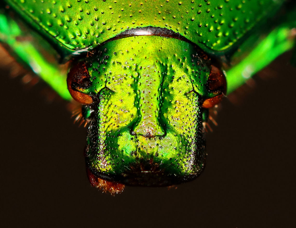 Heterorrhina sexmaculata A pretty, albeit shiny face.<br />
<br />
**I have a fairly large collection of natural curiosities and decided to share some on JungleDragon. I have been collecting bits of nature for years and also have many friends who have shared things with me. Everything in my collection was ethically collected/harvested/sourced and is cruelty-free.<br />
<figure class="photo"><a href="https://www.jungledragon.com/image/105930/heterorrhina_sexmaculata.html" title="Heterorrhina sexmaculata"><img src="https://s3.amazonaws.com/media.jungledragon.com/images/3232/105930_thumb.jpg?AWSAccessKeyId=05GMT0V3GWVNE7GGM1R2&Expires=1769040010&Signature=VFjimzRkmf844L14i%2FLUqD71%2BlQ%3D" width="130" height="152" alt="Heterorrhina sexmaculata Shiny beetles are so difficult to photograph! Ugh!<br />
<br />
**I have a fairly large collection of natural curiosities and decided to share some on JungleDragon. I have been collecting bits of nature for years and also have many friends who have shared things with me. Everything in my collection was ethically collected/harvested/sourced and is cruelty-free.<br />
https://www.jungledragon.com/image/105931/heterorrhina_sexmaculata.html<br />
 Fall,Geotagged,Heterorrhina sexmaculata,Heterrorhina,Heterrorhina sexmaculata,United States,beetle,flower beetle" /></a></figure> Fall,Geotagged,Heterorrhina sexmaculata,United States