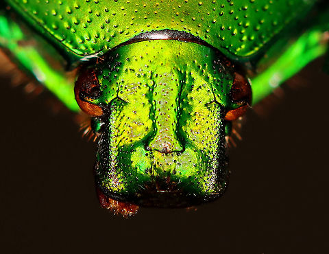 Heterorrhina sexmaculata A pretty, albeit shiny face.

**I have a fairly large collection of natural curiosities and decided to share some on JungleDragon. I have been collecting bits of nature for years and also have many friends who have shared things with me. Everything in my collection was ethically collected/harvested/sourced and is cruelty-free.
https://www.jungledragon.com/image/105930/heterorrhina_sexmaculata.html Fall,Geotagged,Heterorrhina sexmaculata,United States
