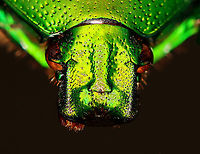 Heterorrhina sexmaculata A pretty, albeit shiny face.<br />
<br />
**I have a fairly large collection of natural curiosities and decided to share some on JungleDragon. I have been collecting bits of nature for years and also have many friends who have shared things with me. Everything in my collection was ethically collected/harvested/sourced and is cruelty-free.<br />
https://www.jungledragon.com/image/105930/heterorrhina_sexmaculata.html Fall,Geotagged,Heterorrhina sexmaculata,United States