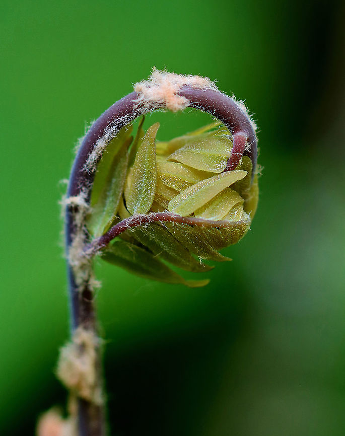 Royal Fern - Osmunda spectabilis *Tentative ID<br />
<br />
Habitat: Bog American Royal Fern,Geotagged,Osmunda spectabilis,Spring,United States,fern