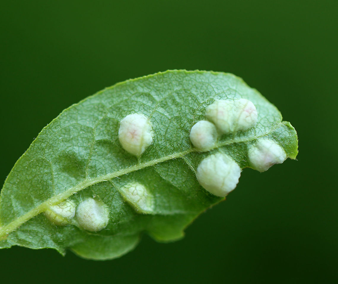 Galls? Maybe Aceria sp. Habitat: I don't know the plant! <br />
<figure class="photo"><a href="https://www.jungledragon.com/image/105935/galls_maybe_aceria_sp.html" title="Galls? Maybe Aceria sp."><img src="https://s3.amazonaws.com/media.jungledragon.com/images/3232/105935_thumb.jpg?AWSAccessKeyId=05GMT0V3GWVNE7GGM1R2&Expires=1769040010&Signature=a2Pb5mLtPcq8X4N%2B%2FAeGNmkvcCc%3D" width="102" height="152" alt="Galls? Maybe Aceria sp. Habitat: I don't know the plant!<br />
https://www.jungledragon.com/image/105933/galls_maybe_aceria_sp.html<br />
https://www.jungledragon.com/image/105934/galls_maybe_aceria_sp.html Geotagged,Spring,United States" /></a></figure><br />
<figure class="photo"><a href="https://www.jungledragon.com/image/105934/galls_maybe_aceria_sp.html" title="Galls? Maybe Aceria sp."><img src="https://s3.amazonaws.com/media.jungledragon.com/images/3232/105934_thumb.jpg?AWSAccessKeyId=05GMT0V3GWVNE7GGM1R2&Expires=1769040010&Signature=3wsBxFtbWl39W4J0Ip7IhO%2BIXaM%3D" width="200" height="138" alt="Galls? Maybe Aceria sp. Habitat: I don't know the plant!<br />
https://www.jungledragon.com/image/105933/galls_maybe_aceria_sp.html<br />
https://www.jungledragon.com/image/105935/galls_maybe_aceria_sp.html Geotagged,Spring,United States" /></a></figure> Aceria,Eriophyidae,Geotagged,Spring,United States,gall,gall mite,galls