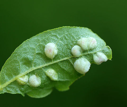 Galls? Maybe Aceria sp. Habitat: I don't know the plant! 
https://www.jungledragon.com/image/105935/galls_maybe_aceria_sp.html
https://www.jungledragon.com/image/105934/galls_maybe_aceria_sp.html Aceria,Eriophyidae,Geotagged,Spring,United States,gall,gall mite,galls
