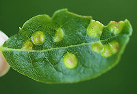 Galls? Maybe Aceria sp. Habitat: I don't know the plant!<br />
https://www.jungledragon.com/image/105933/galls_maybe_aceria_sp.html<br />
https://www.jungledragon.com/image/105935/galls_maybe_aceria_sp.html Geotagged,Spring,United States