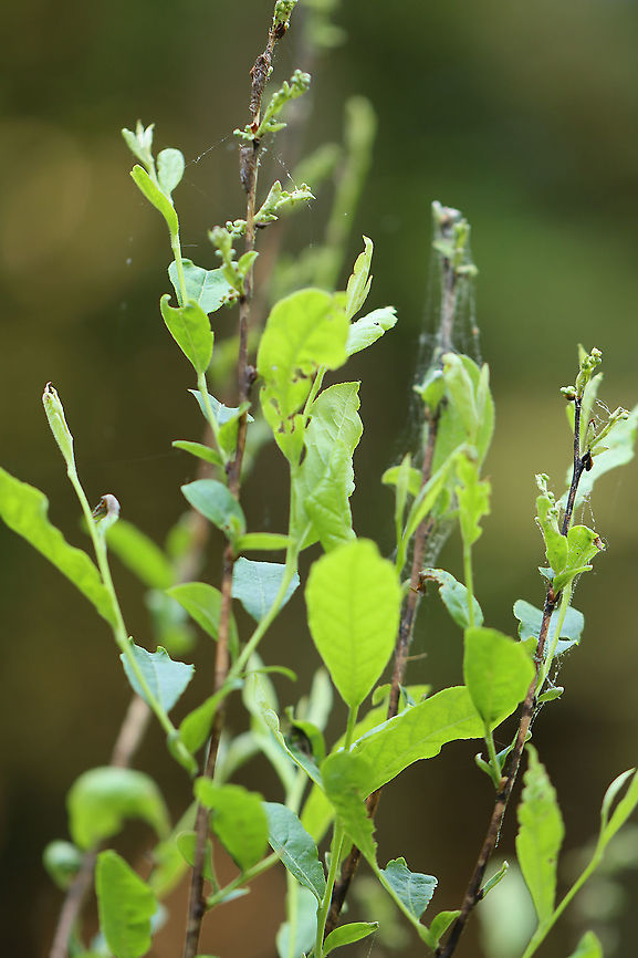 Galls? Maybe Aceria sp. Habitat: I don't know the plant!<br />
<figure class="photo"><a href="https://www.jungledragon.com/image/105933/galls_maybe_aceria_sp.html" title="Galls? Maybe Aceria sp."><img src="https://s3.amazonaws.com/media.jungledragon.com/images/3232/105933_thumb.jpg?AWSAccessKeyId=05GMT0V3GWVNE7GGM1R2&Expires=1763596810&Signature=affeS0QeqAcHRAasqDyEo%2FK%2FsVE%3D" width="200" height="170" alt="Galls? Maybe Aceria sp. Habitat: I don't know the plant! <br />
https://www.jungledragon.com/image/105935/galls_maybe_aceria_sp.html<br />
https://www.jungledragon.com/image/105934/galls_maybe_aceria_sp.html Aceria,Eriophyidae,Geotagged,Spring,United States,gall,gall mite,galls" /></a></figure><br />
<figure class="photo"><a href="https://www.jungledragon.com/image/105934/galls_maybe_aceria_sp.html" title="Galls? Maybe Aceria sp."><img src="https://s3.amazonaws.com/media.jungledragon.com/images/3232/105934_thumb.jpg?AWSAccessKeyId=05GMT0V3GWVNE7GGM1R2&Expires=1763596810&Signature=lDLiDK%2B2zbClzBuobnHtr1D%2FciQ%3D" width="200" height="138" alt="Galls? Maybe Aceria sp. Habitat: I don't know the plant!<br />
https://www.jungledragon.com/image/105933/galls_maybe_aceria_sp.html<br />
https://www.jungledragon.com/image/105935/galls_maybe_aceria_sp.html Geotagged,Spring,United States" /></a></figure> Geotagged,Spring,United States