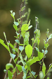 Galls? Maybe Aceria sp. Habitat: I don't know the plant!
https://www.jungledragon.com/image/105933/galls_maybe_aceria_sp.html
https://www.jungledragon.com/image/105934/galls_maybe_aceria_sp.html Geotagged,Spring,United States