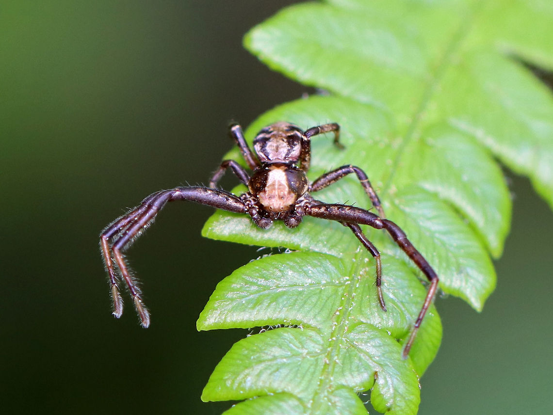 Crab Spider - Family Thomisidae, Xysticus sp. I'm not sure on the species-level ID, but am pretty sure that it is Xysticus sp.<br />
<br />
Habitat: On a fern in a bog Geotagged,Spring,Thomisidae,United States,crab spider,spider,xysticus