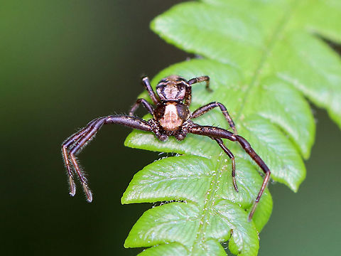 Crab Spider - Family Thomisidae, Xysticus sp. I'm not sure on the species-level ID, but am pretty sure that it is Xysticus sp.

Habitat: On a fern in a bog Geotagged,Spring,Thomisidae,United States,crab spider,spider,xysticus