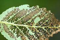 Eulophid Wasp Pupae - Family Eulophidae Here's what I think is going on here...The tiny (~1-2 mm) black blobs are the pupae of Eulophid wasps. They are found, attached to leaves, in an upside down position. As larvae, the wasps feed on another insect larva (such as a lepidopteran caterpillar or leaf beetle larva). When mature, the wasps emerge and pupate on the leaf. The yellowish stuff on the leaf is fecal waste. I think the host(s) was possibly a leaf beetle larva(e) because of the way in which the leaf was defoliated. Of course, I could be wrong about this entire scenario.<br />
<br />
Habitat: On alder (Alnus sp.); bog <br />
https://www.jungledragon.com/image/106001/eulophid_wasp_pupae_-_family_eulophidae.html Alnus,Eulophid wasp,Eulophidae,Geotagged,Parasitoid wasp,Spring,United States,alder,parasitoid,pupae,wasp
