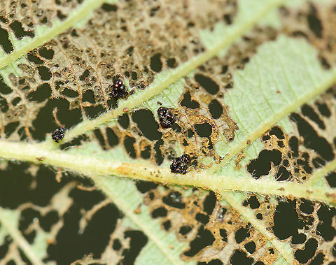 Eulophid Wasp Pupae - Family Eulophidae Here's what I think is going on here...The tiny (~1-2 mm) black blobs are the pupae of Eulophid wasps. They are found, attached to leaves, in an upside down position. As larvae, the wasps feed on another insect larva (such as a lepidopteran caterpillar or leaf beetle larva). When mature, the wasps emerge and pupate on the leaf. The yellowish stuff on the leaf is fecal waste. I think the host(s) was possibly a leaf beetle larva(e) because of the way in which the leaf was defoliated. Of course, I could be wrong about this entire scenario.

Habitat: On alder (Alnus sp.); bog
https://www.jungledragon.com/image/106000/eulophid_wasp_pupae_-_family_eulophidae.html Geotagged,Spring,United States