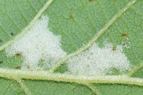 White Fluff Covering Eggs? I'm not sure what this is -- maybe a covering for woolly alder aphid eggs or mealybug eggs? 

Habitat: Alder leaves; bog
https://www.jungledragon.com/image/106003/white_fluff_covering_eggs.html Geotagged,Spring,United States,alder,alnus,eggs