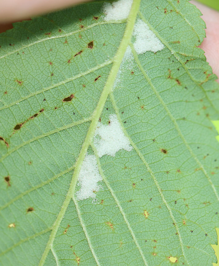 White Fluff Covering Eggs? I'm not sure what this is -- maybe a covering for woolly alder aphid eggs or mealybug eggs?<br />
<br />
Habitat: Alder leaves; bog<br />
<figure class="photo"><a href="https://www.jungledragon.com/image/106002/white_fluff_covering_eggs.html" title="White Fluff Covering Eggs?"><img src="https://s3.amazonaws.com/media.jungledragon.com/images/3232/106002_thumb.jpg?AWSAccessKeyId=05GMT0V3GWVNE7GGM1R2&Expires=1763596810&Signature=kUi8g3cGvB4kP3Vpi3Y5CpC8JiA%3D" width="200" height="134" alt="White Fluff Covering Eggs? I'm not sure what this is -- maybe a covering for woolly alder aphid eggs or mealybug eggs? <br />
<br />
Habitat: Alder leaves; bog<br />
https://www.jungledragon.com/image/106003/white_fluff_covering_eggs.html Geotagged,Spring,United States,alder,alnus,eggs" /></a></figure> Geotagged,Spring,United States