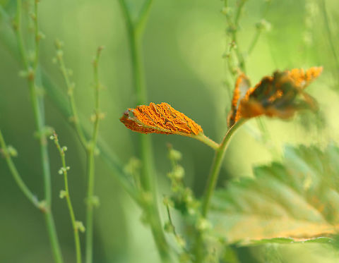Rust Fungus - Gymnoconia interstitialis or Gymnoconia peckiana Gymnoconia rust is a plant pathogen that grows on the leaves of various berries.

Habitat: Spotted in a meadow bordering a coniferous forest; I am unsure of the host plant
https://www.jungledragon.com/image/106005/rust_fungus_-_gymnoconia_sp.html Geotagged,Gymnoconia interstitialis,Gymnoconia peckiana,Spring,United States,fungus,gymnoconia,rust