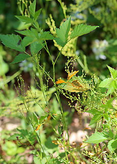 Rust Fungus - Gymnoconia interstitialis or Gymnoconia peckiana Gymnoconia rust is a plant pathogen that grows on the leaves of various berries.

Habitat: Spotted in a meadow bordering a coniferous forest; I am unsure of the host plant
https://www.jungledragon.com/image/106004/rust_fungus_-_gymnoconia_sp.html Geotagged,Gymnoconia interstitialis,Gymnoconia peckiana,Spring,United States