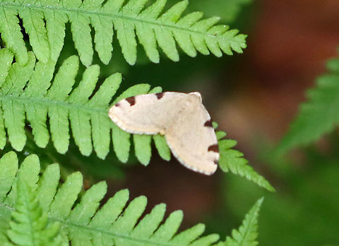 Three-spotted Fillip - Heterophleps triguttaria WS: ~20 mm. Pale yellowish tan FW with two large and one small brown triangular patches along the costa. Host: maple

Habitat: Resting on a fern in a mesic, mixed forest Geotagged,Heterophleps,Heterophleps triguttaria,Spring,Three-spotted Fillip,United States,moth