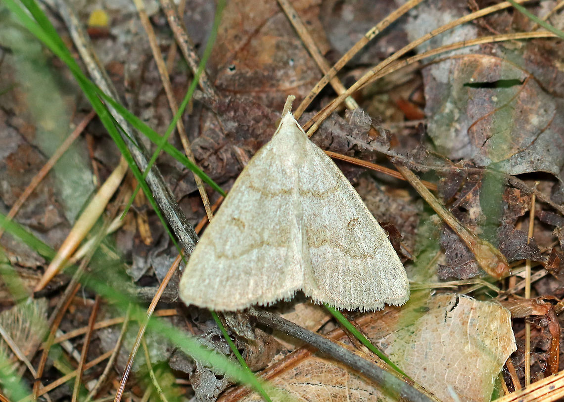 Morbid Owlet - Chytolita morbidalis *I&#039;m not 100% on the ID<br />
<br />
Habitat: Mixed forest Chytolita morbidalis,Geotagged,Morbid Owlet,Spring,United States,chytolita,moth,owlet