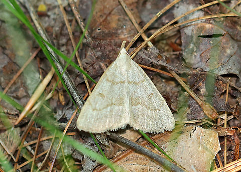 Morbid Owlet - Chytolita morbidalis *I'm not 100% on the ID

Habitat: Mixed forest Chytolita morbidalis,Geotagged,Morbid Owlet,Spring,United States,chytolita,moth,owlet