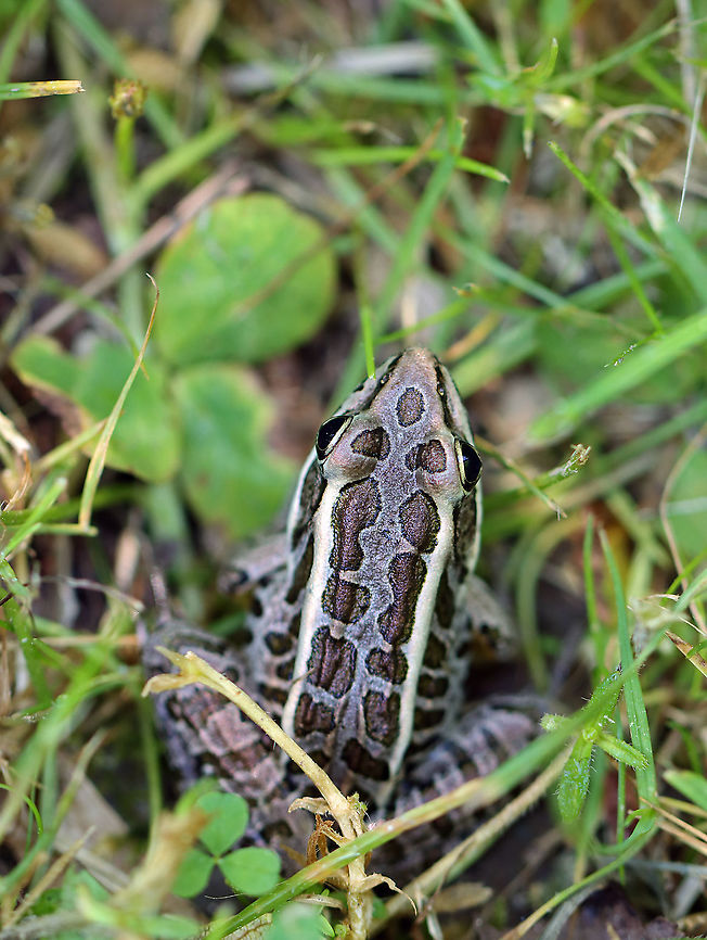 Pickerel Frog - Lithobates palustris Habitat: Pondside Geotagged,Lithobates,Lithobates palustris,Pickerel frog,Spring,United States,frog