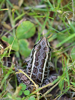 Pickerel Frog - Lithobates palustris Habitat: Pondside Geotagged,Lithobates,Lithobates palustris,Pickerel frog,Spring,United States,frog