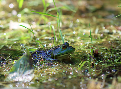 American Bullfrog - Lithobates catesbeianus Habitat: Pond American Bullfrog,Geotagged,Lithobates,Lithobates catesbeianus,Spring,United States,bullfrog,frog