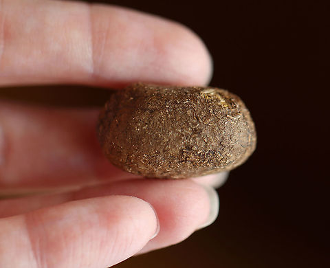 Moose (Alces alces) Scat Like many animals, moose poop changes with the seasons. It can look like a wet patty or a pile of nuggets. It depends on what they eat and how much they drink. Moose are ruminants (they chew their food and then regurgitate it and chew it again), so their feces looks like it has been put through a blender, ie. it is uniform and consistent.

I'm not a poop expert, but I would assume the feces in the photo is from a moose eating more fibrous foods in the winter and not drinking much water.

**I have a fairly large collection of natural curiosities and decided to share some on JungleDragon. I have been collecting bits of nature for years and also have many friends who have shared things with me. Everything in my collection was ethically collected/harvested/sourced and is cruelty-free.
 Alces,Alces alces,Geotagged,United States,Winter,excrement,feces,moose,poop,scat