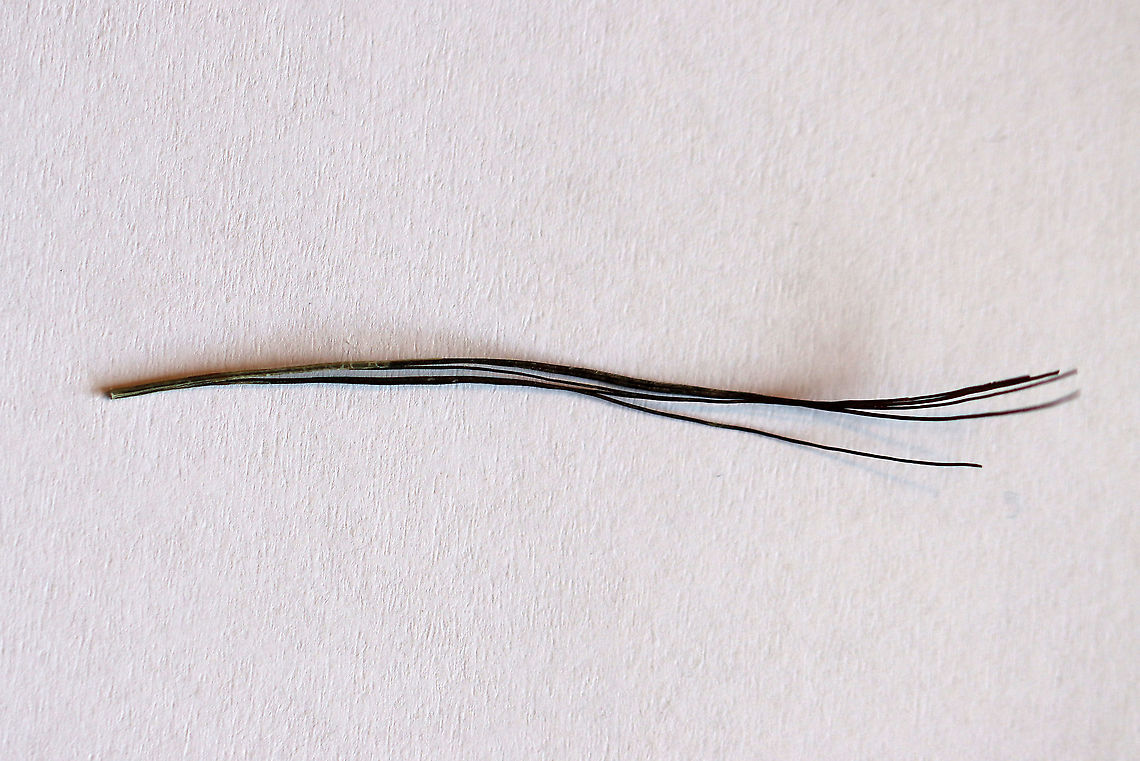 Wild Turkey (Meleagris gallopavo) Beard Bristles In a typical manly fashion, male turkeys have beards. The beard consists of a tuft of coarse bristles (modified feathers) that grow from the center of their breast. Beards average 23 cm (9.1 in) in length! Occasionally, females will also have a beard, but it would be shorter than a male beard.<br />
<br />
**I have a fairly large collection of natural curiosities and decided to share some on JungleDragon. I have been collecting bits of nature for years and also have many friends who have shared things with me. Everything in my collection was ethically collected/harvested/sourced and is cruelty-free. Geotagged,Meleagris gallopavo,United States,Winter,beard bristles,feathers,gobbler,male turkey,meleagris,tom bristles,turkey,turkey bristles,turkey feathers