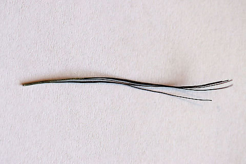 Wild Turkey (Meleagris gallopavo) Beard Bristles In a typical manly fashion, male turkeys have beards. The beard consists of a tuft of coarse bristles (modified feathers) that grow from the center of their breast. Beards average 23 cm (9.1 in) in length! Occasionally, females will also have a beard, but it would be shorter than a male beard.

**I have a fairly large collection of natural curiosities and decided to share some on JungleDragon. I have been collecting bits of nature for years and also have many friends who have shared things with me. Everything in my collection was ethically collected/harvested/sourced and is cruelty-free. Geotagged,Meleagris gallopavo,United States,Winter,beard bristles,feathers,gobbler,male turkey,meleagris,tom bristles,turkey,turkey bristles,turkey feathers