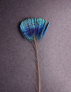 Peacock Crown Feather (Pavo cristatus) Peacocks have a fan-shaped crest on their heads, which is made of feathers that have bare shafts tipped with bluish-green webbing. 

**I have a fairly large collection of natural curiosities and decided to share some on JungleDragon. I have been collecting bits of nature for years and also have many friends who have shared things with me. Everything in my collection was ethically collected/harvested/sourced and is cruelty-free.
 Geotagged,Indian peafowl,Pavo,Pavo cristatus,Peacock Crown Feather,United States,Winter,feather,peacock,peacock feather