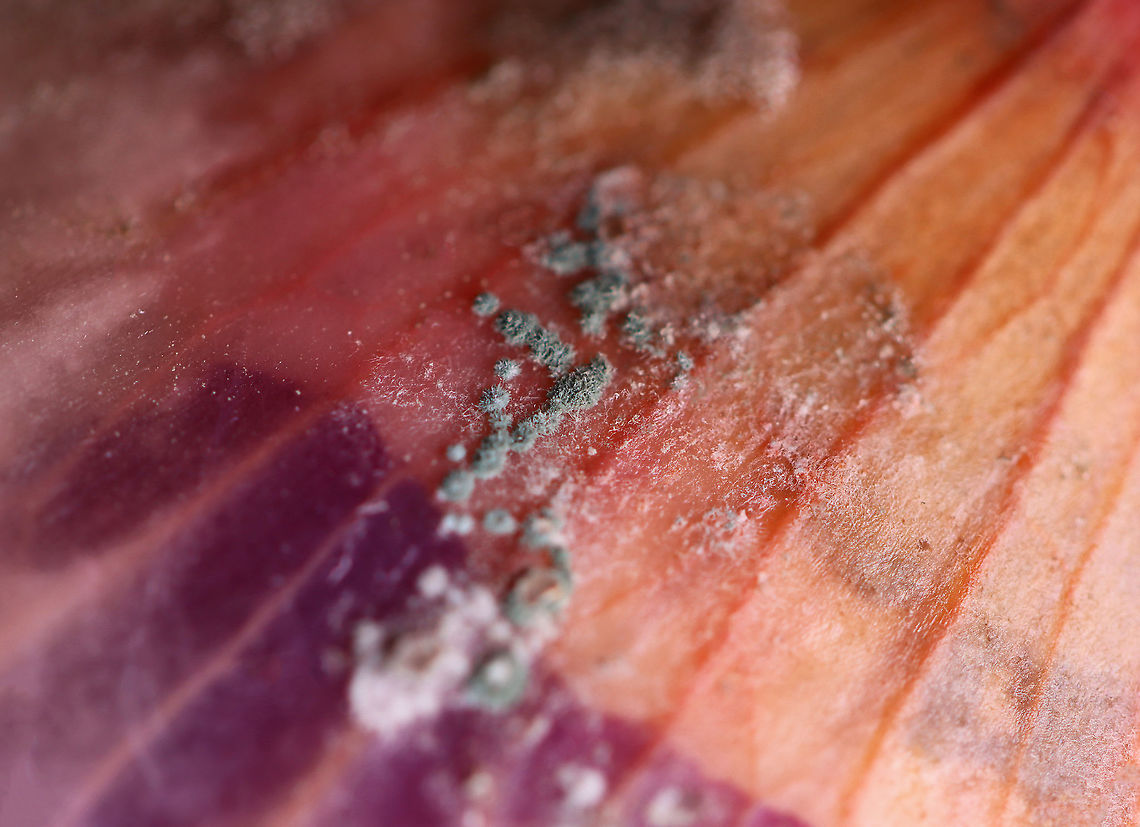 Green and White Mold on Red Onion Skin I&#039;m not sure what kind of mold this is yet. Maybe Penicillium?<br />
<br />
Habitat: My kitchen<br />
<figure class="photo"><a href="https://www.jungledragon.com/image/106119/green_and_white_mold_on_red_onion_skin.html" title="Green and White Mold on Red Onion Skin"><img src="https://s3.amazonaws.com/media.jungledragon.com/images/3232/106119_thumb.jpg?AWSAccessKeyId=05GMT0V3GWVNE7GGM1R2&Expires=1759968010&Signature=dcbb9zouADZF7Mwi13jtBS6ph6w%3D" width="200" height="150" alt="Green and White Mold on Red Onion Skin I&#039;m not sure what kind of mold this is yet. Maybe Penicillium?<br />
<br />
Habitat: My kitchen<br />
https://www.jungledragon.com/image/106115/green_and_white_mold_on_red_onion_skin.html<br />
https://www.jungledragon.com/image/106118/green_and_white_mold_on_red_onion_skin.html<br />
https://www.jungledragon.com/image/106117/green_and_white_mold_on_red_onion_skin.html<br />
https://www.jungledragon.com/image/106116/green_and_white_mold_on_red_onion_skin.html<br />
<br />
 Geotagged,United States,Winter" /></a></figure><br />
<figure class="photo"><a href="https://www.jungledragon.com/image/106118/green_and_white_mold_on_red_onion_skin.html" title="Green and White Mold on Red Onion Skin"><img src="https://s3.amazonaws.com/media.jungledragon.com/images/3232/106118_thumb.jpg?AWSAccessKeyId=05GMT0V3GWVNE7GGM1R2&Expires=1759968010&Signature=%2BwuLQFonSM5yeQNMt8m%2FPkbfhLc%3D" width="200" height="146" alt="Green and White Mold on Red Onion Skin I&#039;m not sure what kind of mold this is yet. Maybe Penicillium?<br />
<br />
Habitat: My kitchen<br />
https://www.jungledragon.com/image/106115/green_and_white_mold_on_red_onion_skin.html<br />
https://www.jungledragon.com/image/106119/green_and_white_mold_on_red_onion_skin.html<br />
https://www.jungledragon.com/image/106117/green_and_white_mold_on_red_onion_skin.html<br />
https://www.jungledragon.com/image/106116/green_and_white_mold_on_red_onion_skin.html Geotagged,United States,Winter" /></a></figure><br />
<figure class="photo"><a href="https://www.jungledragon.com/image/106117/green_and_white_mold_on_red_onion_skin.html" title="Green and White Mold on Red Onion Skin"><img src="https://s3.amazonaws.com/media.jungledragon.com/images/3232/106117_thumb.jpg?AWSAccessKeyId=05GMT0V3GWVNE7GGM1R2&Expires=1759968010&Signature=qXSntG%2F8mFpPQokaZw2b11FHrmk%3D" width="200" height="154" alt="Green and White Mold on Red Onion Skin I&#039;m not sure what kind of mold this is yet. Maybe Penicillium?<br />
<br />
Habitat: My kitchen<br />
https://www.jungledragon.com/image/106118/green_and_white_mold_on_red_onion_skin.html<br />
https://www.jungledragon.com/image/106116/green_and_white_mold_on_red_onion_skin.html<br />
https://www.jungledragon.com/image/106119/green_and_white_mold_on_red_onion_skin.html<br />
https://www.jungledragon.com/image/106115/green_and_white_mold_on_red_onion_skin.html Geotagged,United States,Winter" /></a></figure><br />
<figure class="photo"><a href="https://www.jungledragon.com/image/106116/green_and_white_mold_on_red_onion_skin.html" title="Green and White Mold on Red Onion Skin"><img src="https://s3.amazonaws.com/media.jungledragon.com/images/3232/106116_thumb.jpg?AWSAccessKeyId=05GMT0V3GWVNE7GGM1R2&Expires=1759968010&Signature=EYeVfJOBqs%2BVycV9ZgmZSuGqWlo%3D" width="200" height="146" alt="Green and White Mold on Red Onion Skin I&#039;m not sure what kind of mold this is yet. Maybe Penicillium?<br />
<br />
Habitat: My kitchen<br />
https://www.jungledragon.com/image/106117/green_and_white_mold_on_red_onion_skin.html<br />
https://www.jungledragon.com/image/106118/green_and_white_mold_on_red_onion_skin.html<br />
https://www.jungledragon.com/image/106119/green_and_white_mold_on_red_onion_skin.html<br />
https://www.jungledragon.com/image/106115/green_and_white_mold_on_red_onion_skin.html<br />
 Geotagged,United States,Winter" /></a></figure> Geotagged,Onion,Penicillium,United States,Winter,fungus,mold