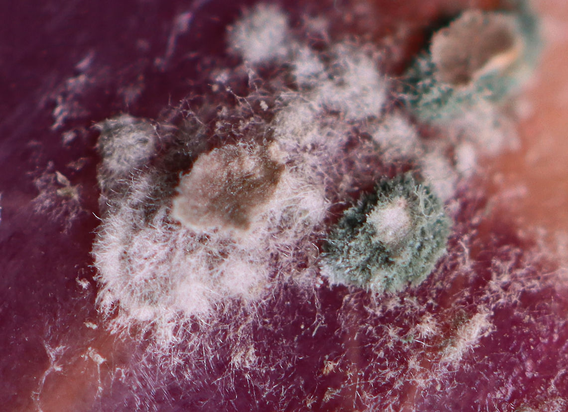 Green and White Mold on Red Onion Skin I&#039;m not sure what kind of mold this is yet. Maybe Penicillium?<br />
<br />
Habitat: My kitchen<br />
<figure class="photo"><a href="https://www.jungledragon.com/image/106117/green_and_white_mold_on_red_onion_skin.html" title="Green and White Mold on Red Onion Skin"><img src="https://s3.amazonaws.com/media.jungledragon.com/images/3232/106117_thumb.jpg?AWSAccessKeyId=05GMT0V3GWVNE7GGM1R2&Expires=1769040010&Signature=9q%2BZ2zZxKKXK6qcBxkuVz7iGhvY%3D" width="200" height="154" alt="Green and White Mold on Red Onion Skin I&#039;m not sure what kind of mold this is yet. Maybe Penicillium?<br />
<br />
Habitat: My kitchen<br />
https://www.jungledragon.com/image/106118/green_and_white_mold_on_red_onion_skin.html<br />
https://www.jungledragon.com/image/106116/green_and_white_mold_on_red_onion_skin.html<br />
https://www.jungledragon.com/image/106119/green_and_white_mold_on_red_onion_skin.html<br />
https://www.jungledragon.com/image/106115/green_and_white_mold_on_red_onion_skin.html Geotagged,United States,Winter" /></a></figure><br />
<figure class="photo"><a href="https://www.jungledragon.com/image/106118/green_and_white_mold_on_red_onion_skin.html" title="Green and White Mold on Red Onion Skin"><img src="https://s3.amazonaws.com/media.jungledragon.com/images/3232/106118_thumb.jpg?AWSAccessKeyId=05GMT0V3GWVNE7GGM1R2&Expires=1769040010&Signature=4KPjXPTI7aSYlzO%2B8jtQxOqsm%2BA%3D" width="200" height="146" alt="Green and White Mold on Red Onion Skin I&#039;m not sure what kind of mold this is yet. Maybe Penicillium?<br />
<br />
Habitat: My kitchen<br />
https://www.jungledragon.com/image/106115/green_and_white_mold_on_red_onion_skin.html<br />
https://www.jungledragon.com/image/106119/green_and_white_mold_on_red_onion_skin.html<br />
https://www.jungledragon.com/image/106117/green_and_white_mold_on_red_onion_skin.html<br />
https://www.jungledragon.com/image/106116/green_and_white_mold_on_red_onion_skin.html Geotagged,United States,Winter" /></a></figure><br />
<figure class="photo"><a href="https://www.jungledragon.com/image/106119/green_and_white_mold_on_red_onion_skin.html" title="Green and White Mold on Red Onion Skin"><img src="https://s3.amazonaws.com/media.jungledragon.com/images/3232/106119_thumb.jpg?AWSAccessKeyId=05GMT0V3GWVNE7GGM1R2&Expires=1769040010&Signature=IltyrMx4KgZN6PYivOHLZkkROjQ%3D" width="200" height="150" alt="Green and White Mold on Red Onion Skin I&#039;m not sure what kind of mold this is yet. Maybe Penicillium?<br />
<br />
Habitat: My kitchen<br />
https://www.jungledragon.com/image/106115/green_and_white_mold_on_red_onion_skin.html<br />
https://www.jungledragon.com/image/106118/green_and_white_mold_on_red_onion_skin.html<br />
https://www.jungledragon.com/image/106117/green_and_white_mold_on_red_onion_skin.html<br />
https://www.jungledragon.com/image/106116/green_and_white_mold_on_red_onion_skin.html<br />
<br />
 Geotagged,United States,Winter" /></a></figure><br />
<figure class="photo"><a href="https://www.jungledragon.com/image/106115/green_and_white_mold_on_red_onion_skin.html" title="Green and White Mold on Red Onion Skin"><img src="https://s3.amazonaws.com/media.jungledragon.com/images/3232/106115_thumb.jpg?AWSAccessKeyId=05GMT0V3GWVNE7GGM1R2&Expires=1769040010&Signature=o6BUcJdpYoyMpI4QadGFasaXzRk%3D" width="200" height="146" alt="Green and White Mold on Red Onion Skin I&#039;m not sure what kind of mold this is yet. Maybe Penicillium?<br />
<br />
Habitat: My kitchen<br />
https://www.jungledragon.com/image/106119/green_and_white_mold_on_red_onion_skin.html<br />
https://www.jungledragon.com/image/106118/green_and_white_mold_on_red_onion_skin.html<br />
https://www.jungledragon.com/image/106117/green_and_white_mold_on_red_onion_skin.html<br />
https://www.jungledragon.com/image/106116/green_and_white_mold_on_red_onion_skin.html Geotagged,Onion,Penicillium,United States,Winter,fungus,mold" /></a></figure><br />
 Geotagged,United States,Winter