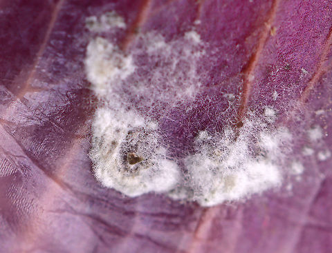 Green and White Mold on Red Onion Skin I'm not sure what kind of mold this is yet. Maybe Penicillium?

Habitat: My kitchen
https://www.jungledragon.com/image/106118/green_and_white_mold_on_red_onion_skin.html
https://www.jungledragon.com/image/106116/green_and_white_mold_on_red_onion_skin.html
https://www.jungledragon.com/image/106119/green_and_white_mold_on_red_onion_skin.html
https://www.jungledragon.com/image/106115/green_and_white_mold_on_red_onion_skin.html Geotagged,United States,Winter