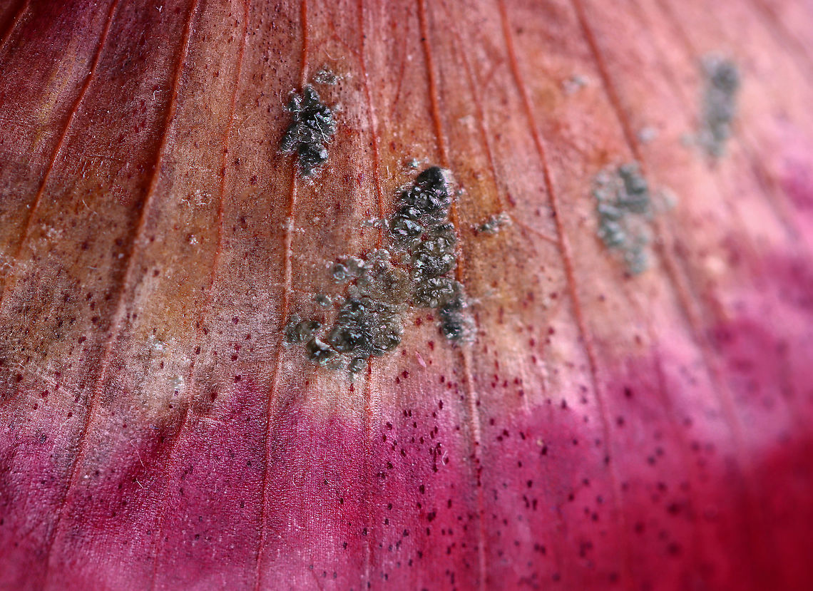 Green and White Mold on Red Onion Skin I&#039;m not sure what kind of mold this is yet. Maybe Penicillium?<br />
<br />
Habitat: My kitchen<br />
<figure class="photo"><a href="https://www.jungledragon.com/image/106115/green_and_white_mold_on_red_onion_skin.html" title="Green and White Mold on Red Onion Skin"><img src="https://s3.amazonaws.com/media.jungledragon.com/images/3232/106115_thumb.jpg?AWSAccessKeyId=05GMT0V3GWVNE7GGM1R2&Expires=1759968010&Signature=Bv%2BDbT5EYPrFR8eseufm1VoeGyE%3D" width="200" height="146" alt="Green and White Mold on Red Onion Skin I&#039;m not sure what kind of mold this is yet. Maybe Penicillium?<br />
<br />
Habitat: My kitchen<br />
https://www.jungledragon.com/image/106119/green_and_white_mold_on_red_onion_skin.html<br />
https://www.jungledragon.com/image/106118/green_and_white_mold_on_red_onion_skin.html<br />
https://www.jungledragon.com/image/106117/green_and_white_mold_on_red_onion_skin.html<br />
https://www.jungledragon.com/image/106116/green_and_white_mold_on_red_onion_skin.html Geotagged,Onion,Penicillium,United States,Winter,fungus,mold" /></a></figure><br />
<figure class="photo"><a href="https://www.jungledragon.com/image/106119/green_and_white_mold_on_red_onion_skin.html" title="Green and White Mold on Red Onion Skin"><img src="https://s3.amazonaws.com/media.jungledragon.com/images/3232/106119_thumb.jpg?AWSAccessKeyId=05GMT0V3GWVNE7GGM1R2&Expires=1759968010&Signature=dcbb9zouADZF7Mwi13jtBS6ph6w%3D" width="200" height="150" alt="Green and White Mold on Red Onion Skin I&#039;m not sure what kind of mold this is yet. Maybe Penicillium?<br />
<br />
Habitat: My kitchen<br />
https://www.jungledragon.com/image/106115/green_and_white_mold_on_red_onion_skin.html<br />
https://www.jungledragon.com/image/106118/green_and_white_mold_on_red_onion_skin.html<br />
https://www.jungledragon.com/image/106117/green_and_white_mold_on_red_onion_skin.html<br />
https://www.jungledragon.com/image/106116/green_and_white_mold_on_red_onion_skin.html<br />
<br />
 Geotagged,United States,Winter" /></a></figure><br />
<figure class="photo"><a href="https://www.jungledragon.com/image/106117/green_and_white_mold_on_red_onion_skin.html" title="Green and White Mold on Red Onion Skin"><img src="https://s3.amazonaws.com/media.jungledragon.com/images/3232/106117_thumb.jpg?AWSAccessKeyId=05GMT0V3GWVNE7GGM1R2&Expires=1759968010&Signature=qXSntG%2F8mFpPQokaZw2b11FHrmk%3D" width="200" height="154" alt="Green and White Mold on Red Onion Skin I&#039;m not sure what kind of mold this is yet. Maybe Penicillium?<br />
<br />
Habitat: My kitchen<br />
https://www.jungledragon.com/image/106118/green_and_white_mold_on_red_onion_skin.html<br />
https://www.jungledragon.com/image/106116/green_and_white_mold_on_red_onion_skin.html<br />
https://www.jungledragon.com/image/106119/green_and_white_mold_on_red_onion_skin.html<br />
https://www.jungledragon.com/image/106115/green_and_white_mold_on_red_onion_skin.html Geotagged,United States,Winter" /></a></figure><br />
<figure class="photo"><a href="https://www.jungledragon.com/image/106116/green_and_white_mold_on_red_onion_skin.html" title="Green and White Mold on Red Onion Skin"><img src="https://s3.amazonaws.com/media.jungledragon.com/images/3232/106116_thumb.jpg?AWSAccessKeyId=05GMT0V3GWVNE7GGM1R2&Expires=1759968010&Signature=EYeVfJOBqs%2BVycV9ZgmZSuGqWlo%3D" width="200" height="146" alt="Green and White Mold on Red Onion Skin I&#039;m not sure what kind of mold this is yet. Maybe Penicillium?<br />
<br />
Habitat: My kitchen<br />
https://www.jungledragon.com/image/106117/green_and_white_mold_on_red_onion_skin.html<br />
https://www.jungledragon.com/image/106118/green_and_white_mold_on_red_onion_skin.html<br />
https://www.jungledragon.com/image/106119/green_and_white_mold_on_red_onion_skin.html<br />
https://www.jungledragon.com/image/106115/green_and_white_mold_on_red_onion_skin.html<br />
 Geotagged,United States,Winter" /></a></figure> Geotagged,United States,Winter