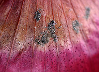 Green and White Mold on Red Onion Skin I'm not sure what kind of mold this is yet. Maybe Penicillium?<br />
<br />
Habitat: My kitchen<br />
https://www.jungledragon.com/image/106115/green_and_white_mold_on_red_onion_skin.html<br />
https://www.jungledragon.com/image/106119/green_and_white_mold_on_red_onion_skin.html<br />
https://www.jungledragon.com/image/106117/green_and_white_mold_on_red_onion_skin.html<br />
https://www.jungledragon.com/image/106116/green_and_white_mold_on_red_onion_skin.html Geotagged,United States,Winter