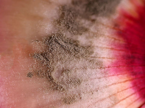 Green and White Mold on Red Onion Skin I'm not sure what kind of mold this is yet. Maybe Penicillium?

Habitat: My kitchen
https://www.jungledragon.com/image/106115/green_and_white_mold_on_red_onion_skin.html
https://www.jungledragon.com/image/106118/green_and_white_mold_on_red_onion_skin.html
https://www.jungledragon.com/image/106117/green_and_white_mold_on_red_onion_skin.html
https://www.jungledragon.com/image/106116/green_and_white_mold_on_red_onion_skin.html

 Geotagged,United States,Winter