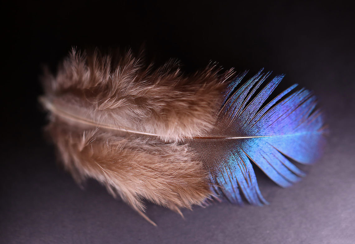 Himalayan Monal (Lophophorus impejanus) Molted Feather (Male) Adult males have multi-colored plumage, while females have more subdued colors. <br />
<br />
**I have a fairly large collection of natural curiosities and decided to share some on JungleDragon. I have been collecting bits of nature for years and also have many friends who have shared things with me. Everything in my collection was ethically collected/harvested/sourced and is cruelty-free.<br />
<figure class="photo"><a href="https://www.jungledragon.com/image/106121/himalayan_monal_lophophorus_impejanus_molted_feather_male.html" title="Himalayan Monal (Lophophorus impejanus) Molted Feather (Male)"><img src="https://s3.amazonaws.com/media.jungledragon.com/images/3232/106121_thumb.jpg?AWSAccessKeyId=05GMT0V3GWVNE7GGM1R2&Expires=1759968010&Signature=WbCJFwTq1HNdvD%2F3OnGFsw9IqKs%3D" width="200" height="146" alt="Himalayan Monal (Lophophorus impejanus) Molted Feather (Male) Adult males have multi-colored plumage, while females have more subdued colors.<br />
<br />
**I have a fairly large collection of natural curiosities and decided to share some on JungleDragon. I have been collecting bits of nature for years and also have many friends who have shared things with me. Everything in my collection was ethically collected/harvested/sourced and is cruelty-free.<br />
https://www.jungledragon.com/image/106120/himalayan_monal_lophophorus_impejanus_molted_feather_male.html Geotagged,Himalayan Monal,United States,Winter,feather" /></a></figure> Geotagged,Himalayan monal,Lophophorus,Lophophorus impejanus,Pheasant,United States,Winter,feather