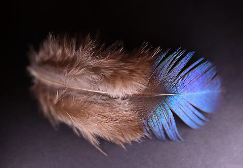 Himalayan Monal (Lophophorus impejanus) Molted Feather (Male) Adult males have multi-colored plumage, while females have more subdued colors. 

**I have a fairly large collection of natural curiosities and decided to share some on JungleDragon. I have been collecting bits of nature for years and also have many friends who have shared things with me. Everything in my collection was ethically collected/harvested/sourced and is cruelty-free.
https://www.jungledragon.com/image/106121/himalayan_monal_lophophorus_impejanus_molted_feather_male.html Geotagged,Himalayan monal,Lophophorus,Lophophorus impejanus,Pheasant,United States,Winter,feather
