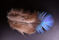 Himalayan Monal (Lophophorus impejanus) Molted Feather (Male) Adult males have multi-colored plumage, while females have more subdued colors. <br />
<br />
**I have a fairly large collection of natural curiosities and decided to share some on JungleDragon. I have been collecting bits of nature for years and also have many friends who have shared things with me. Everything in my collection was ethically collected/harvested/sourced and is cruelty-free.<br />
https://www.jungledragon.com/image/106121/himalayan_monal_lophophorus_impejanus_molted_feather_male.html Geotagged,Himalayan monal,Lophophorus,Lophophorus impejanus,Pheasant,United States,Winter,feather