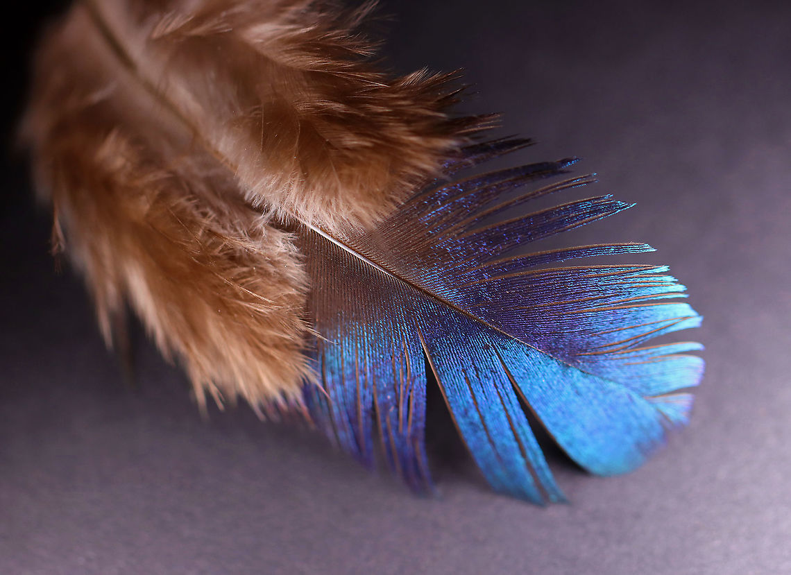 Himalayan Monal (Lophophorus impejanus) Molted Feather (Male) Adult males have multi-colored plumage, while females have more subdued colors.<br />
<br />
**I have a fairly large collection of natural curiosities and decided to share some on JungleDragon. I have been collecting bits of nature for years and also have many friends who have shared things with me. Everything in my collection was ethically collected/harvested/sourced and is cruelty-free.<br />
<figure class="photo"><a href="https://www.jungledragon.com/image/106120/himalayan_monal_lophophorus_impejanus_molted_feather_male.html" title="Himalayan Monal (Lophophorus impejanus) Molted Feather (Male)"><img src="https://s3.amazonaws.com/media.jungledragon.com/images/3232/106120_thumb.jpg?AWSAccessKeyId=05GMT0V3GWVNE7GGM1R2&Expires=1759968010&Signature=K%2FwuCwHkQEI4LkMhlawMMMu7GbA%3D" width="200" height="138" alt="Himalayan Monal (Lophophorus impejanus) Molted Feather (Male) Adult males have multi-colored plumage, while females have more subdued colors. <br />
<br />
**I have a fairly large collection of natural curiosities and decided to share some on JungleDragon. I have been collecting bits of nature for years and also have many friends who have shared things with me. Everything in my collection was ethically collected/harvested/sourced and is cruelty-free.<br />
https://www.jungledragon.com/image/106121/himalayan_monal_lophophorus_impejanus_molted_feather_male.html Geotagged,Himalayan monal,Lophophorus,Lophophorus impejanus,Pheasant,United States,Winter,feather" /></a></figure> Geotagged,Himalayan Monal,United States,Winter,feather