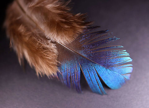 Himalayan Monal (Lophophorus impejanus) Molted Feather (Male) Adult males have multi-colored plumage, while females have more subdued colors.

**I have a fairly large collection of natural curiosities and decided to share some on JungleDragon. I have been collecting bits of nature for years and also have many friends who have shared things with me. Everything in my collection was ethically collected/harvested/sourced and is cruelty-free.
https://www.jungledragon.com/image/106120/himalayan_monal_lophophorus_impejanus_molted_feather_male.html Geotagged,Himalayan Monal,United States,Winter,feather