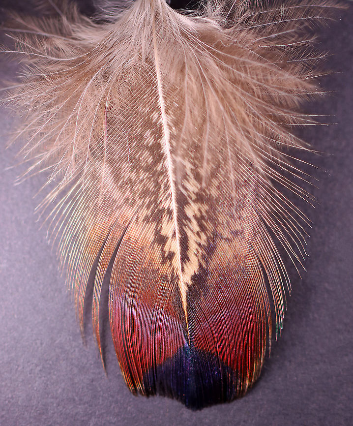 Pin Feather (Partially Melanistic) from a Male Ring-necked Pheasant (Phasianus colchicus) **I have a fairly large collection of natural curiosities and decided to share some on JungleDragon. I have been collecting bits of nature for years and also have many friends who have shared things with me. Everything in my collection was ethically collected/harvested/sourced and is cruelty-free. Geotagged,Phasianus,Phasianus colchicus,United States,Winter,common pheasant,feather,ring-necked pheasant
