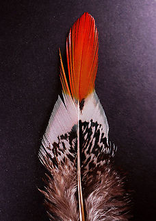 Lady Amherst Pheasant (Chrysolophus amherstiae) Feather **I have a fairly large collection of natural curiosities and decided to share some on JungleDragon. I have been collecting bits of nature for years and also have many friends who have shared things with me. Everything in my collection was ethically collected/harvested/sourced and is cruelty-free. Chrysolophus amherstiae,Geotagged,United States,Winter,feather,lady amherst pheasant feather,pheasant,pheasant feather