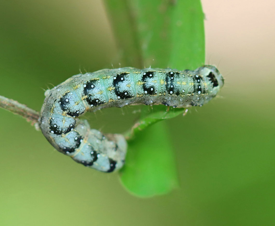 Dimorphic Pinion - Lithophane patefacta Pale green with yellow middorsal and subdorsal stripes. Mottled head capsule. Dorsal pinacula are white. Black U-shaped markings dorsally.<br />
<br />
Fun fact: The larvae are predatory and cannibalistic.<br />
<br />
Habitat: Maple in a mixed forest Geotagged,Lithophane,Lithophane patefacta,Spring,United States,branded pinion,caterpillar,dimorphic pinion,larva