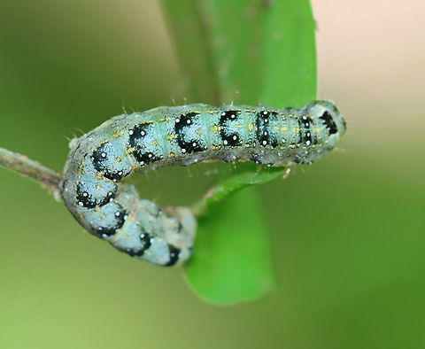Dimorphic Pinion - Lithophane patefacta Pale green with yellow middorsal and subdorsal stripes. Mottled head capsule. Dorsal pinacula are white. Black U-shaped markings dorsally.

Fun fact: The larvae are predatory and cannibalistic.

Habitat: Maple in a mixed forest Geotagged,Lithophane,Lithophane patefacta,Spring,United States,branded pinion,caterpillar,dimorphic pinion,larva