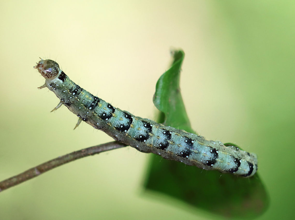 Dimorphic Pinion - Lithophane patefacta Pale green with yellow middorsal and subdorsal stripes. Mottled head capsule. Dorsal pinacula are white. Black U-shaped markings dorsally.<br />
<br />
Fun fact: The larvae are predatory and cannibalistic.<br />
<br />
Habitat: Maple in a mixed forest Dimorphic Pinion,Geotagged,Lithophane patefacta,Spring,United States