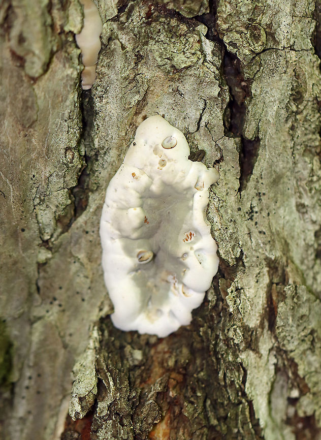 Brittle Cinder - Kretzschmaria deusta Habitat: Rotting wood; mixed forest Brittle cinder,Geotagged,Kretzschmaria,Kretzschmaria deusta,Spring,United States,fungus
