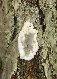 Brittle Cinder - Kretzschmaria deusta Habitat: Rotting wood; mixed forest Brittle cinder,Geotagged,Kretzschmaria,Kretzschmaria deusta,Spring,United States,fungus