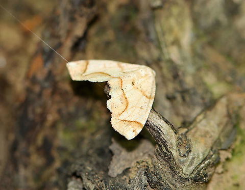 Friendly Probole - Probole amicaria Habitat: Mixed forest Friendly Probole,Geotagged,Probole,Probole amicaria,Spring,United States,moth