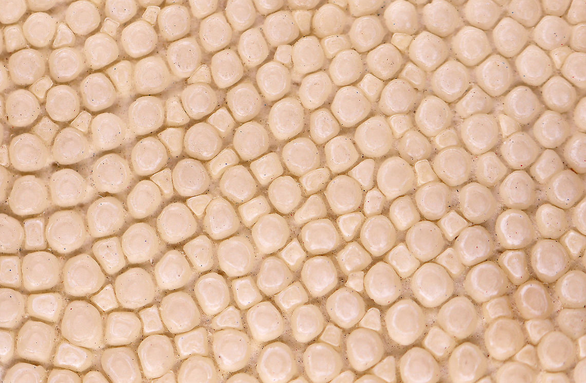 Cowtail Stingray (Pastinachus sephen) Epidermis **I have a fairly large collection of natural curiosities and decided to share some on JungleDragon. I have been collecting bits of nature for years and also have many friends who have shared things with me. Everything in my collection was ethically collected/harvested/sourced and is cruelty-free. Geotagged,Pastinachus,Pastinachus sephen,United States,Winter,cowtail stingray,epidermis,stingray